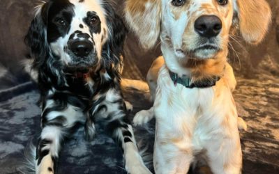 Male vs. Female Dalmatians: Which Is Right for You?