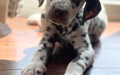Deafness in Dalmatians: What Causes It and How to Care for a Deaf Dog