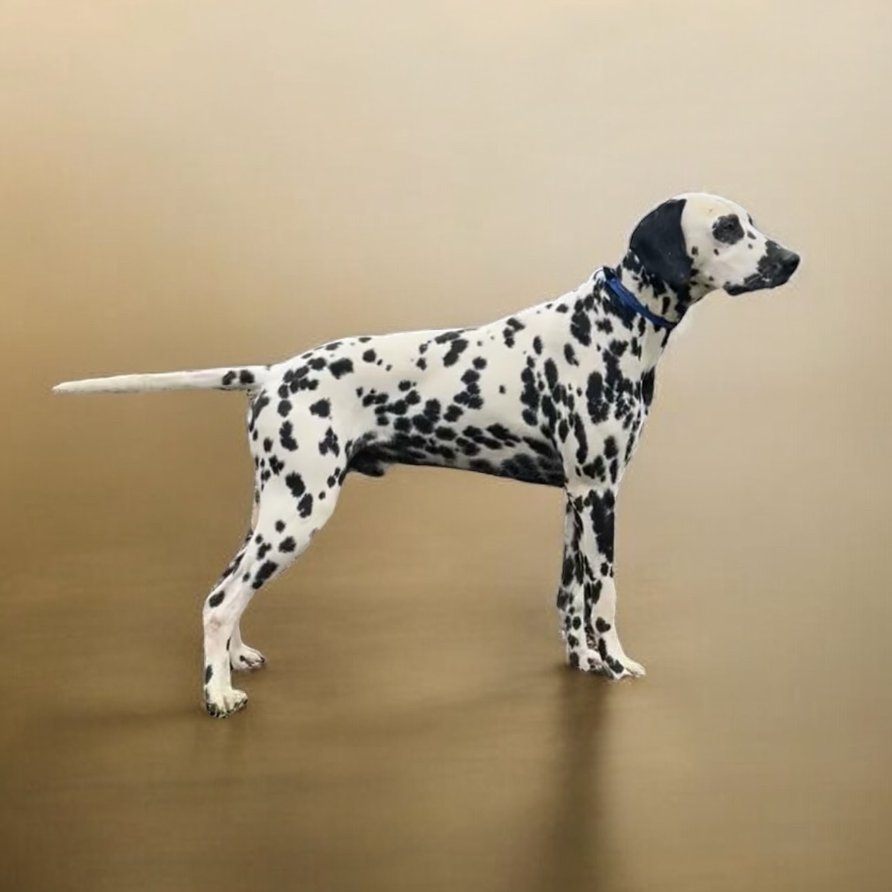 liver spotted long haired Dalmatian Arkansas
