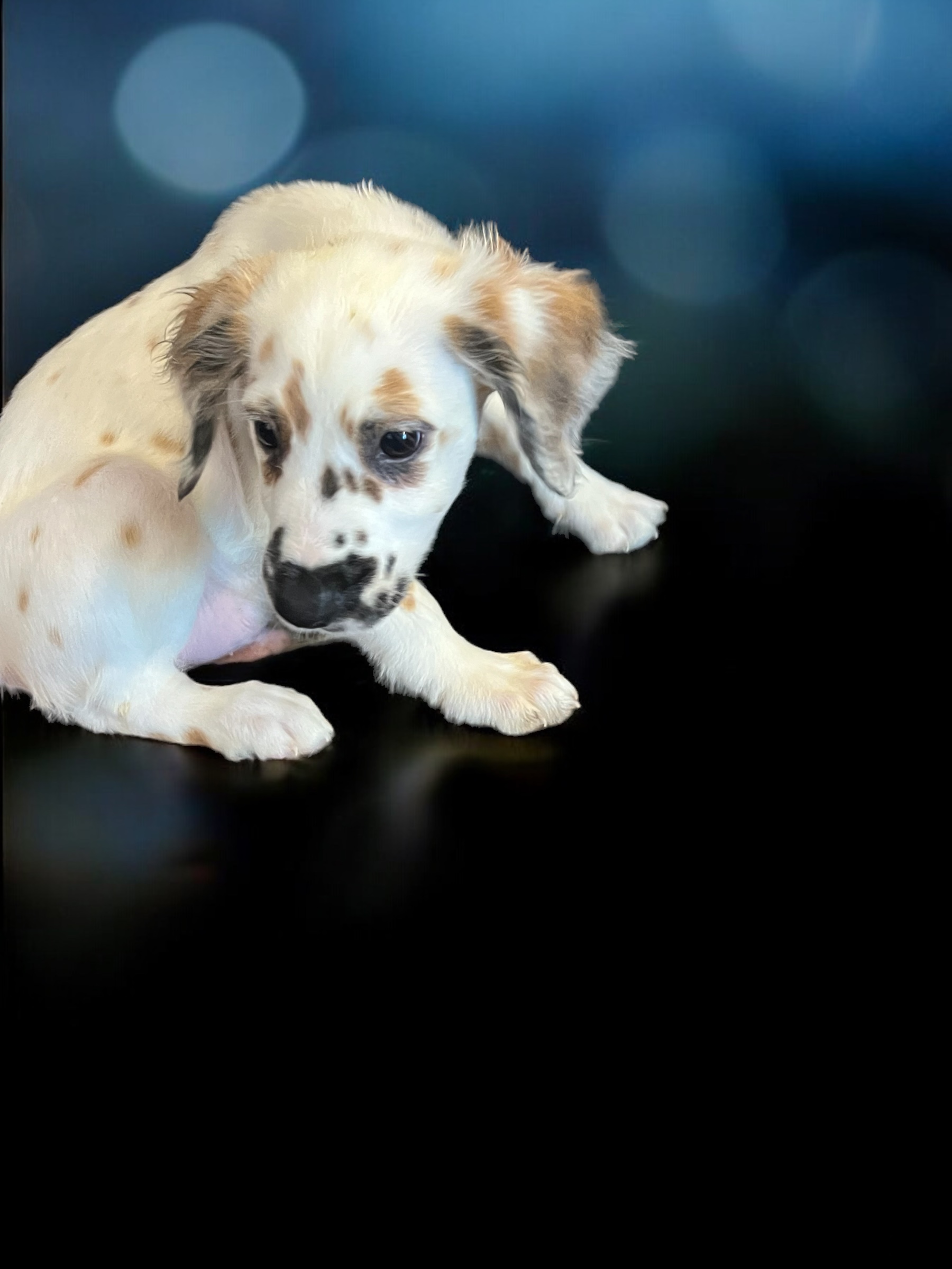 Rare sable long coat Dalmatian