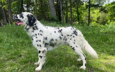 Long-Coat Dalmatians: Everything You Need to Know