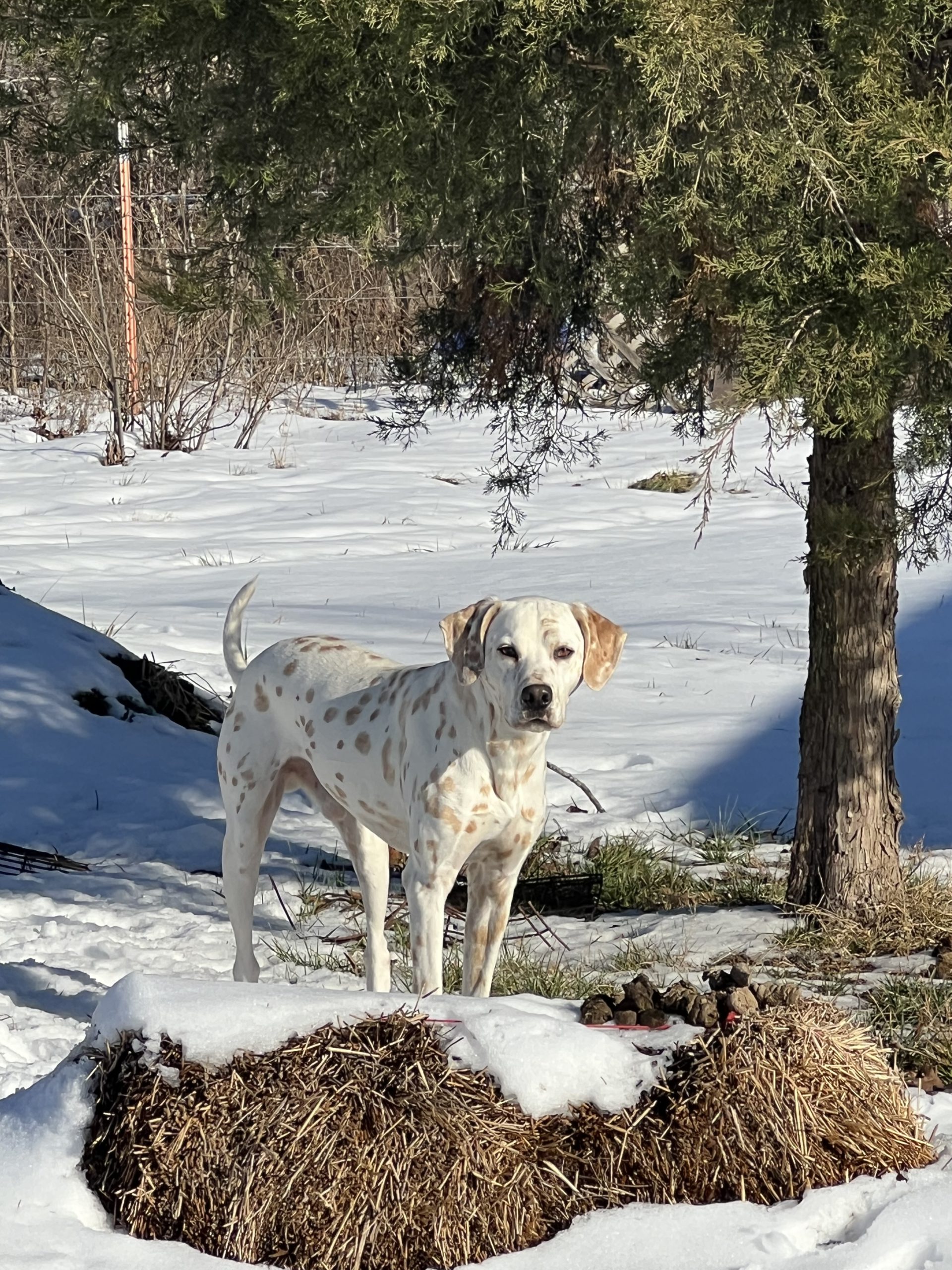 Lemon short coat Dalmatian. HUA
