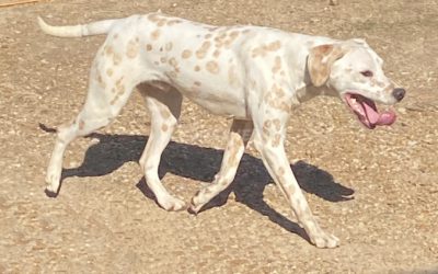 Lemon Dalmatians