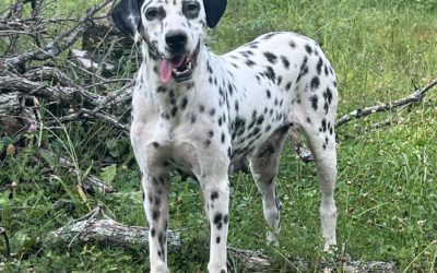 HUA vs. LUA Dalmatians: What It Means and Why It Matters