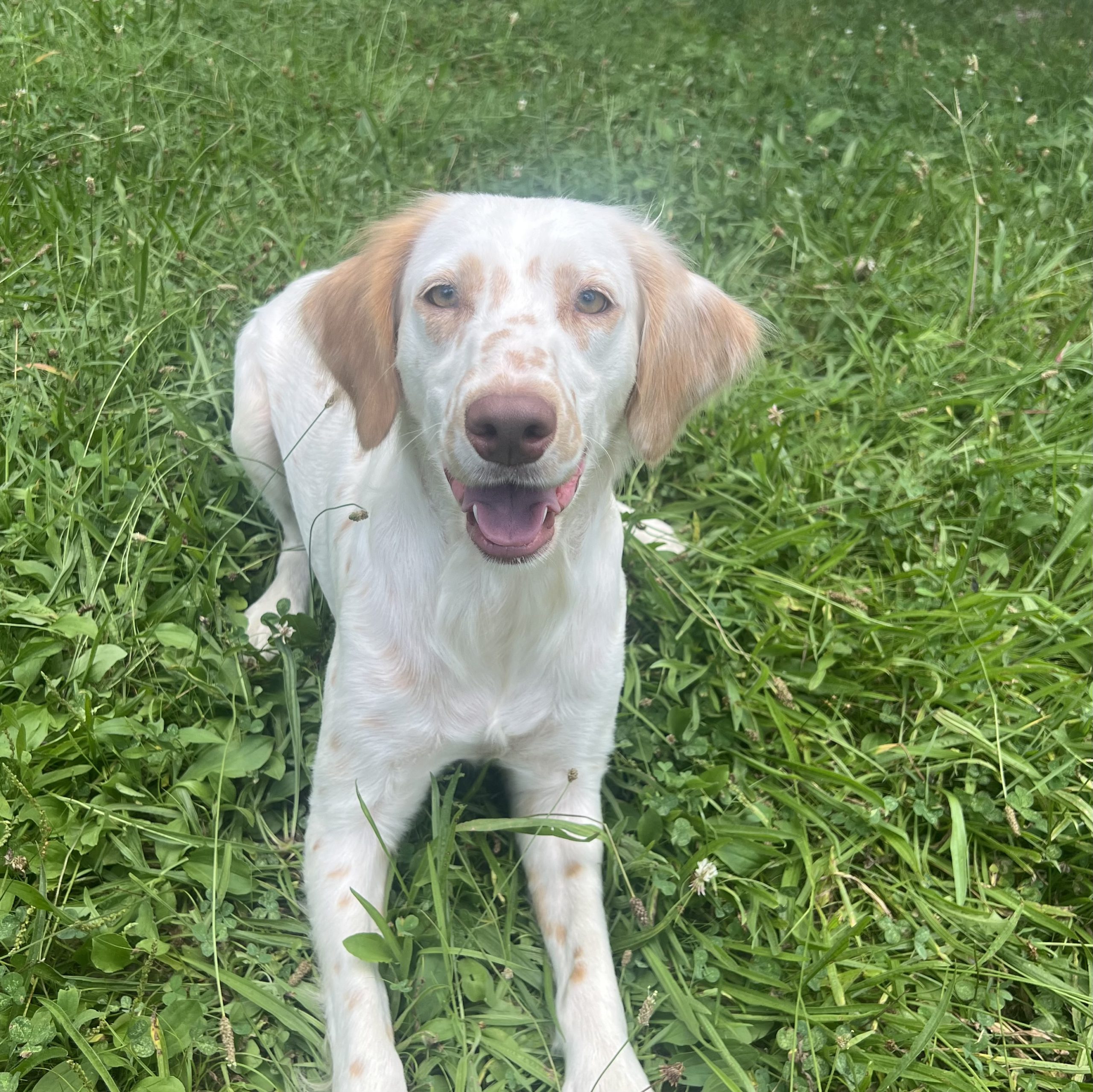 orange long coat Dalmatian female LUA