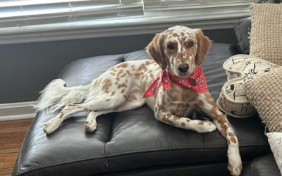 Dalmatian Colors: From Classic Black to Rare Variations