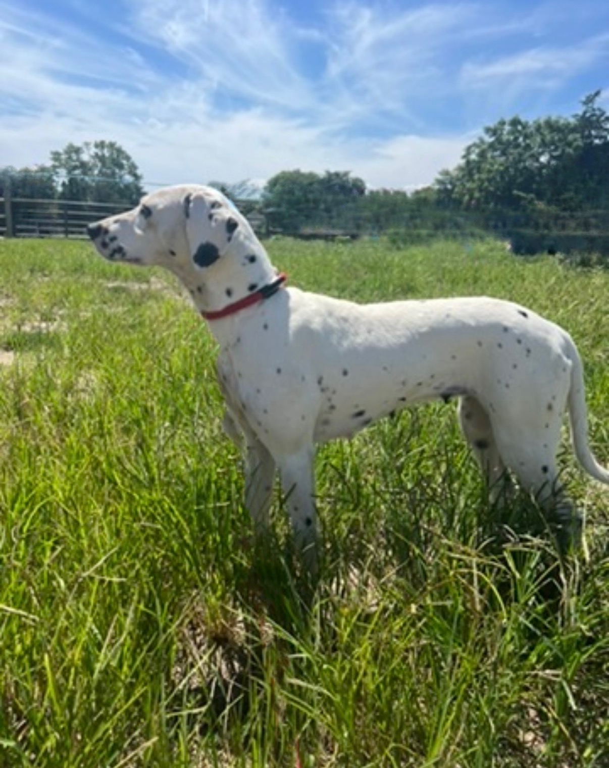 black and white LUA SC Dalmatian<br />
