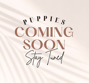 puppies coming soon Dalmatians<br />
