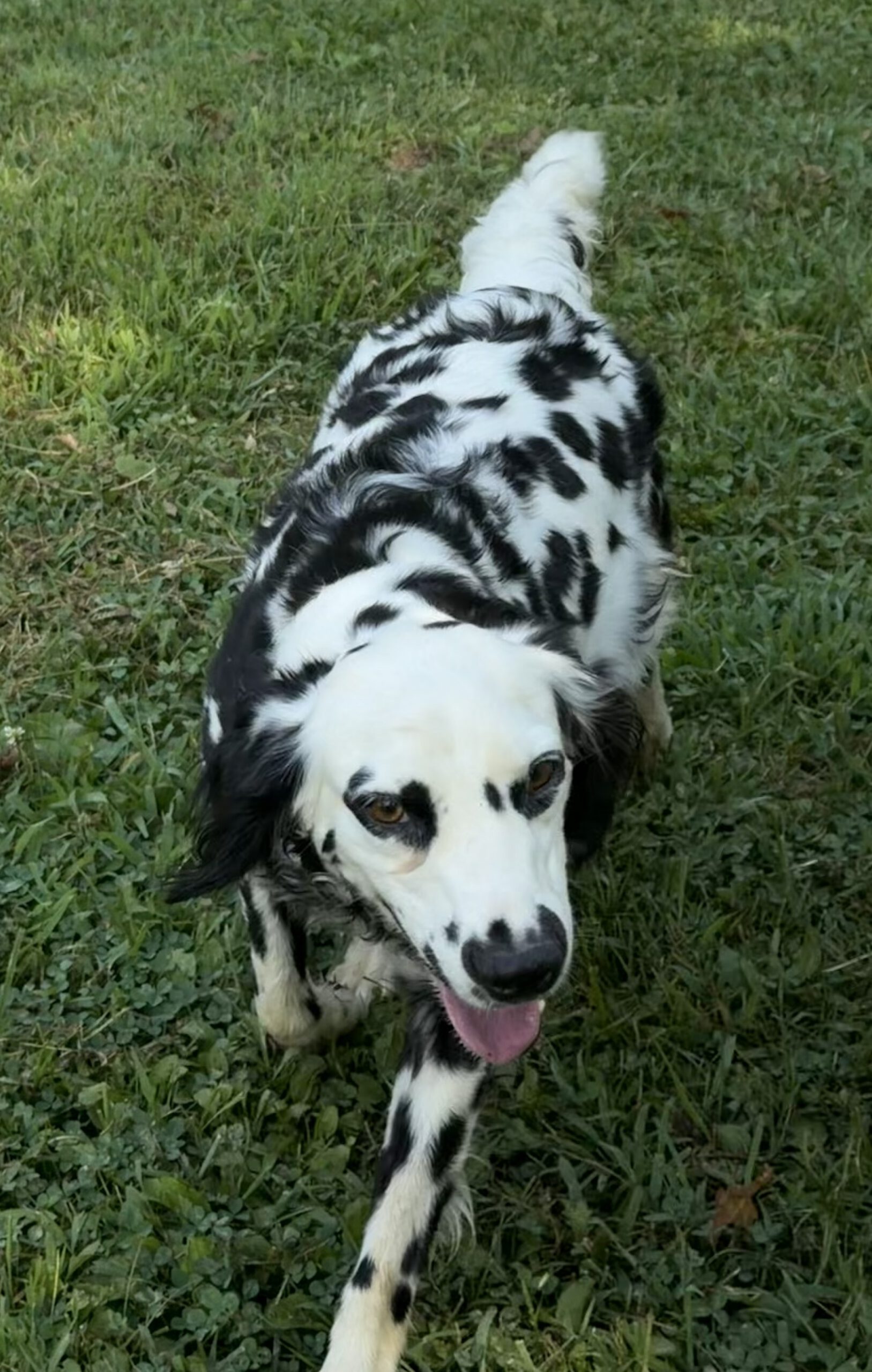 black long haired dalmatian